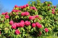 RhododendronArboreum04.jpg