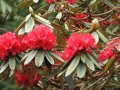 RhododendronArboreum03.jpg