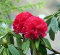 RhododendronArboreum02.jpg