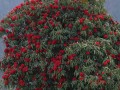 RhododendronArboreum01.jpg