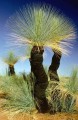 XanthorrhoeaAustralis02.jpg