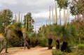 XanthorrhoeaAustralis05.jpg