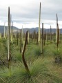 XanthorrhoeaAustralis01.jpg