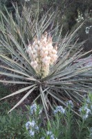Yucca Baccata Var.Baccata