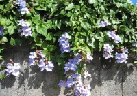 Thunbergia Grandiflora 