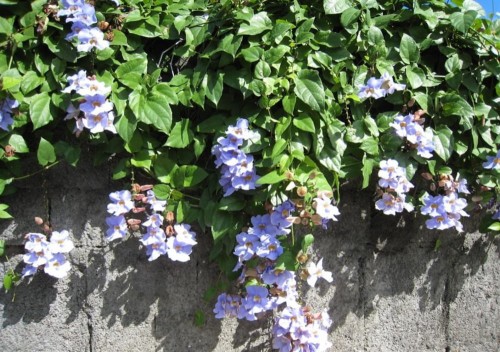 ThunbergiaGrandiflora03.jpg