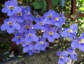 ThunbergiaGrandiflora01.jpg