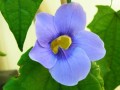 ThunbergiaGrandiflora02.jpg