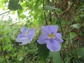 ThunbergiaGrandiflora04.jpg