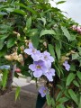 ThunbergiaGrandiflora05.jpg