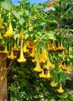 Brugmansia Suaveolens Yellow