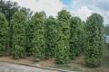 PiperNigrum03.jpg