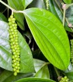 PiperNigrum04.jpg