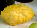 CitrusMedica05.jpg