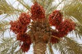 PhoenixDactylifera01.jpg