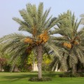 PhoenixDactylifera02.jpg
