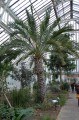 PhoenixDactylifera03.jpg