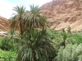 PhoenixDactylifera04.jpg