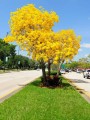 TabebuiaAurea03.jpg