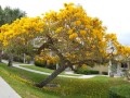 TabebuiaAurea04.jpg