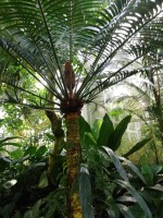 Cycas Rumphii