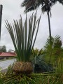CycasRumphii01.jpg