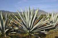 Agave Rhodacantha