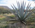 AgaveRhodacantha04.jpg