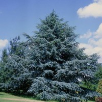 Cedrus Atlantica Glauca 