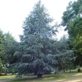 CedrusAtlanticaGlauca03.jpg