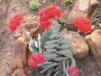 Crassula Perfoliata Var.Falcata