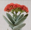 CrassulaFalcata01.jpg