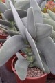 CrassulaFalcata05.jpg