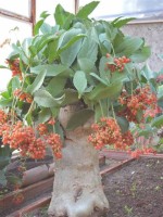 Cyphostemma Juttae