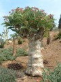 CyphostemmaJuttae01.jpg