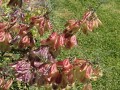 LessertiaFrutescens02.jpg