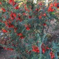 LessertiaFrutescens03.jpg