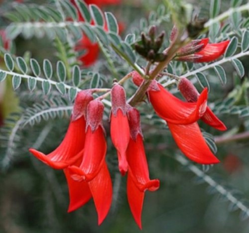 LessertiaFrutescens05.jpg