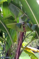 Musa Textilis Borneo