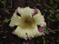 OroxylumIndicum04.jpg