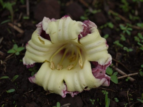 OroxylumIndicum04.jpg