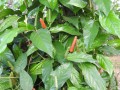 PiperLongum02.jpg