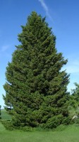 Pseudotsuga Menziesii Var.Menziesii