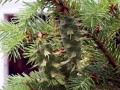 PseudotsugaMenziesii02.jpg