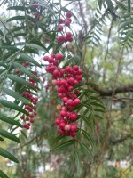 Schinus Molle