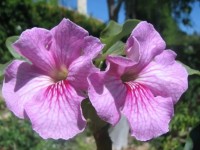Uncarina Stellulifera