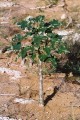UncarinaStellulifera04.jpg