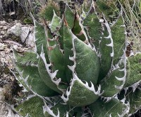 Agave Megalodonta