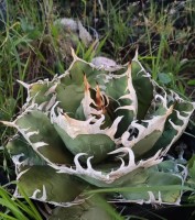 Agave Oteroi