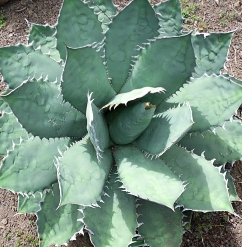 AgaveTitanotaBlue03.jpg